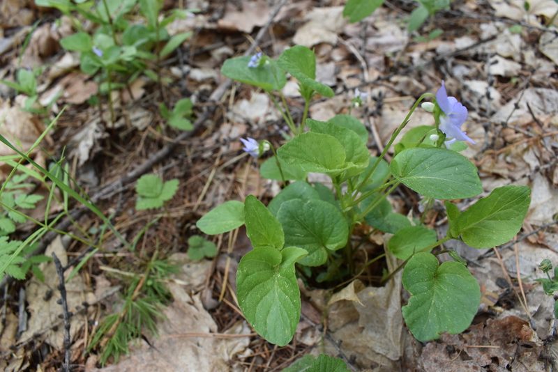 Viola sacchalinensis, photographed by Repina Tatyana