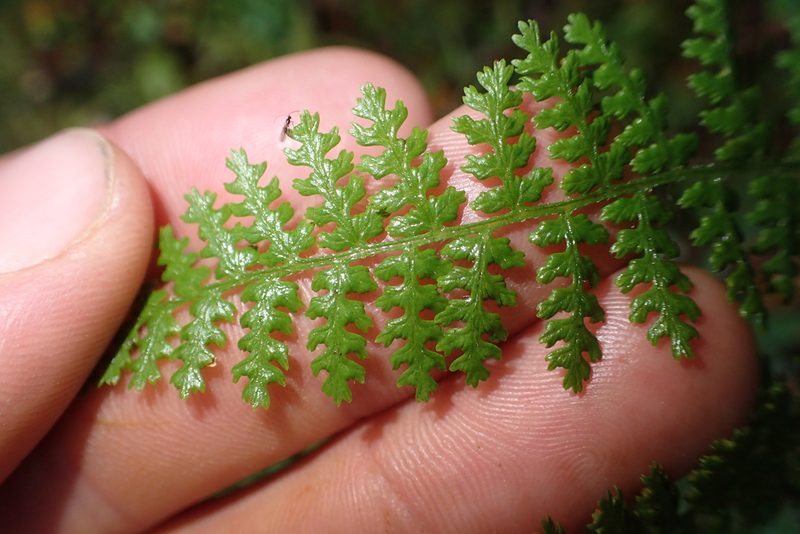 Hypolepis millefolium, photographed by Oscar Dove