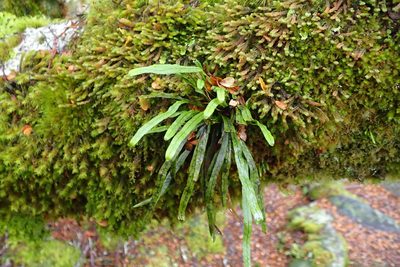Notogrammitis angustifolia