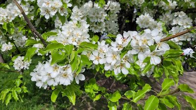 Pyrus communis, photographed by Pavel Smirnov