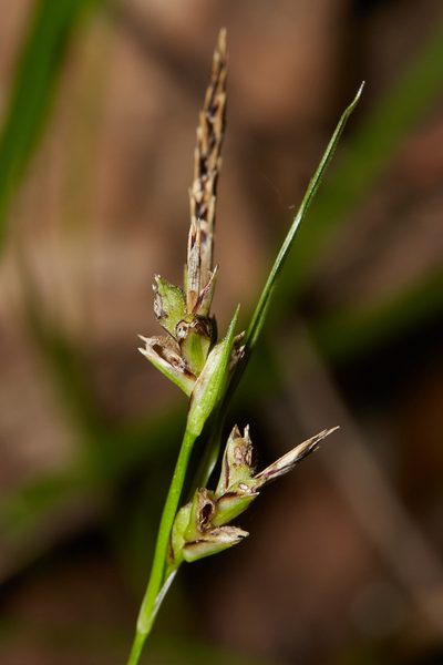 Carex globosa, photographed by Ken-ichi Ueda