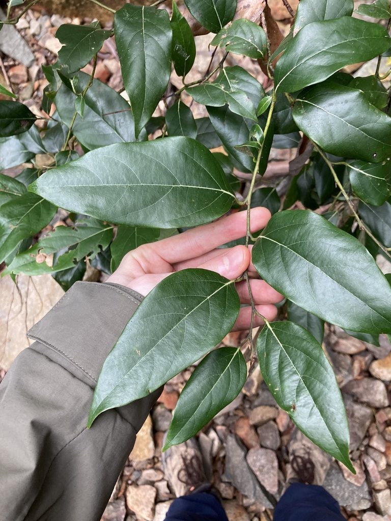 Cryptocarya rigida, photographed by Thomas Mesaglio