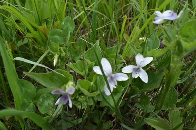 Viola acuminata, photographed by Repina Tatyana