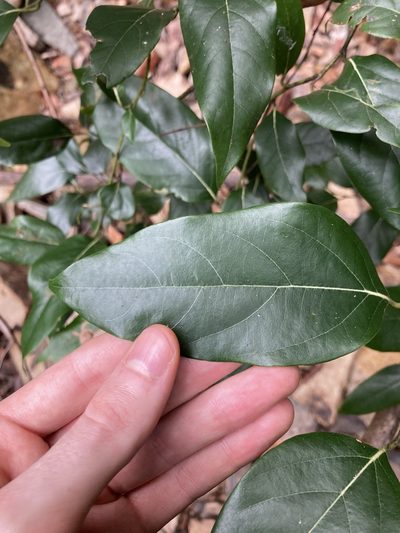 Cryptocarya rigida, photographed by Thomas Mesaglio