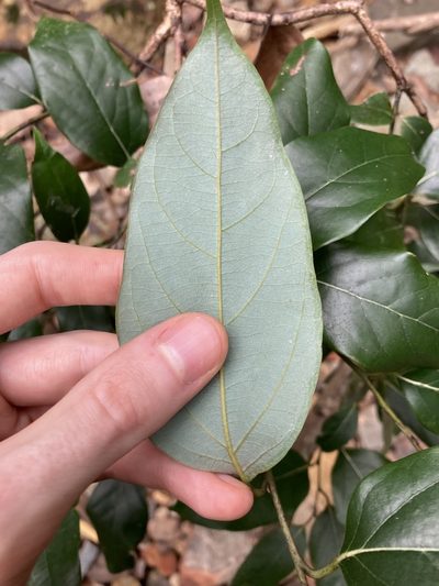 Cryptocarya rigida, photographed by Thomas Mesaglio