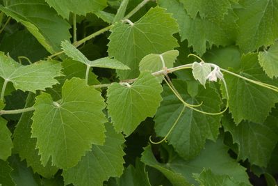 Vitis arizonica, photographed by Robert Webster