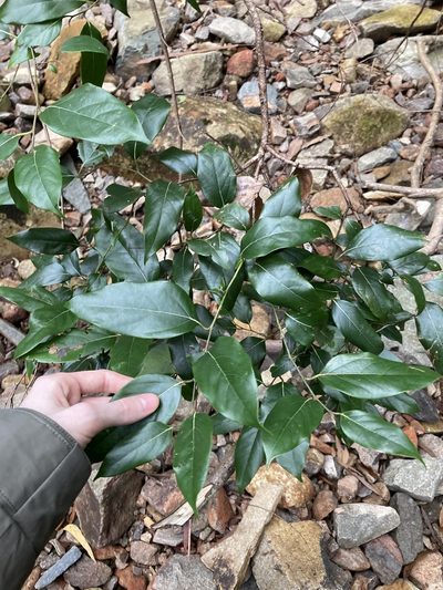 Cryptocarya rigida, photographed by Thomas Mesaglio