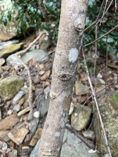 Cryptocarya rigida, photographed by Thomas Mesaglio