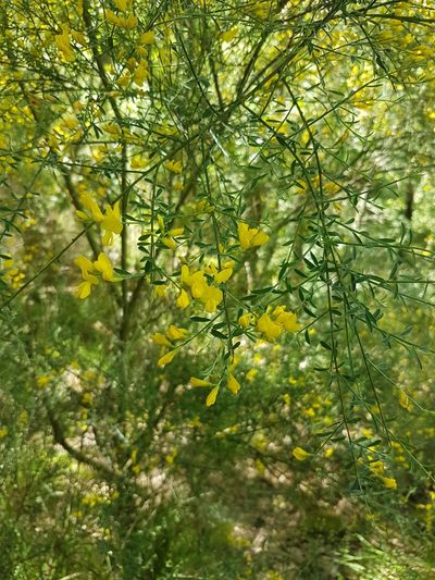 Genista florida, photographed by Martiño Cabana Otero