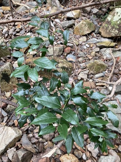 Cryptocarya rigida, photographed by Thomas Mesaglio