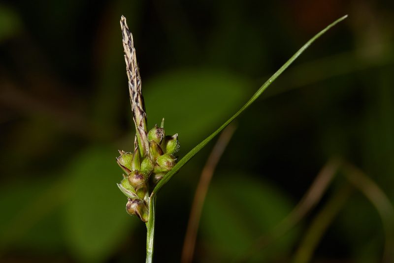 Carex globosa, photographed by Ken-ichi Ueda