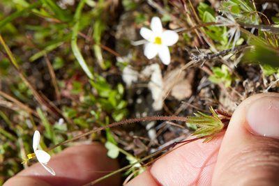 Leptosiphon parviflorus