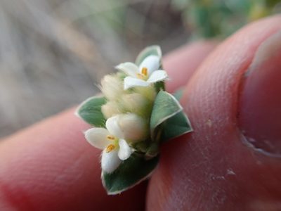 Pimelea villosa, photographed by Arnim Littek