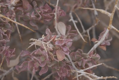 Atriplex confertifolia, photographed by Robert Webster