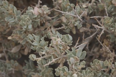 Atriplex confertifolia, photographed by Robert Webster