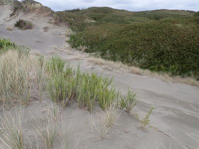 Ozothamnus leptophyllus, photographed by Arnim Littek