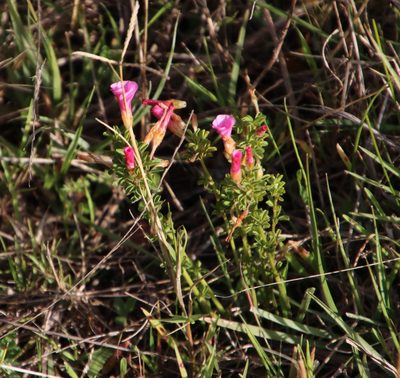 Oxalis multicaulis, photographed by Tony Rebelo