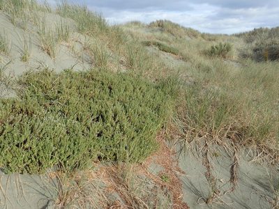 Pimelea villosa, photographed by Arnim Littek