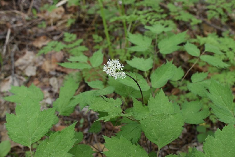 Actaea asiatica, photographed by Repina Tatyana