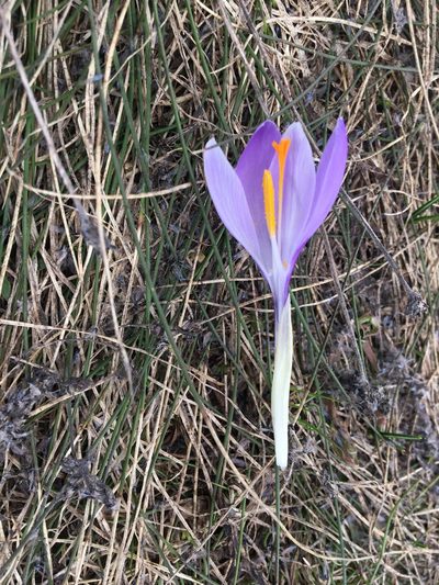 Crocus neapolitanus, photographed by Mirko Ubović