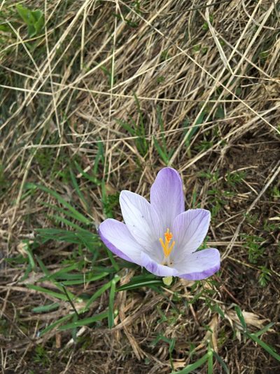 Crocus neapolitanus, photographed by Mirko Ubović