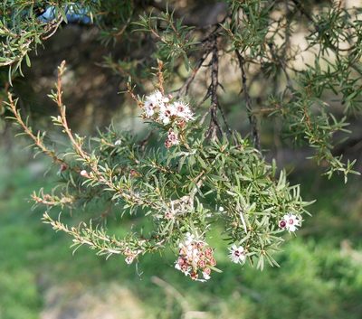 Kunzea robusta, photographed by Alice Shanks