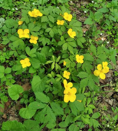 Hylomecon vernalis, photographed by Repina Tatyana