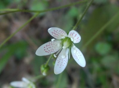 Saxifraga rotundifolia, photographed by Ben Costamagna