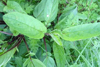Scrophularia auriculata, photographed by Zeke Marshall