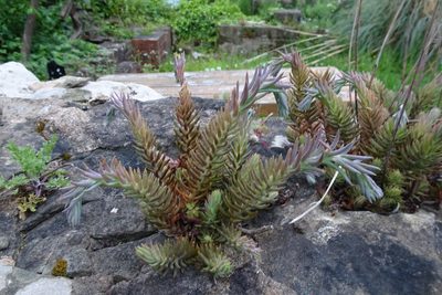 Petrosedum rupestre, photographed by Zeke Marshall