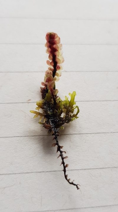 Riccardia multifida, photographed by Helen Waterman