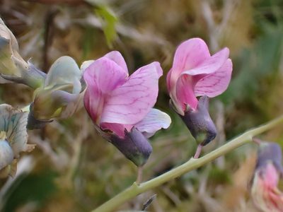 Lathyrus linifolius, photographed by Maria