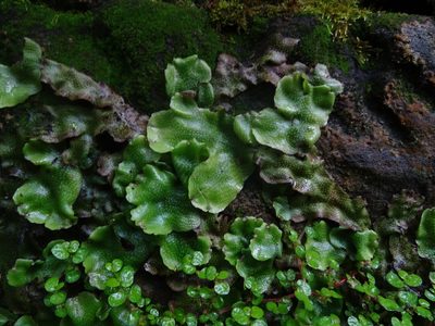 Conocephalum conicum, photographed by Zeke Marshall