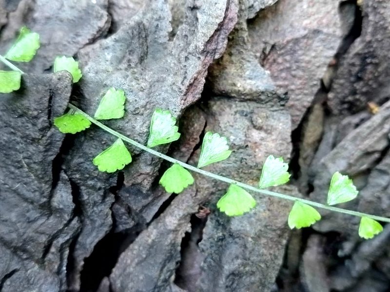 Asplenium flabellifolium, photographed by John Barkla