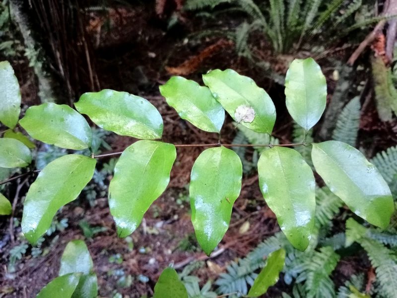 Ripogonum scandens, photographed by John Barkla