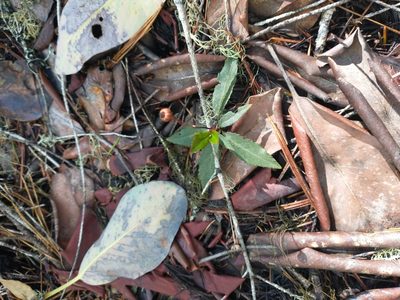 Chimaphila menziesii, photographed by Drew Meyer