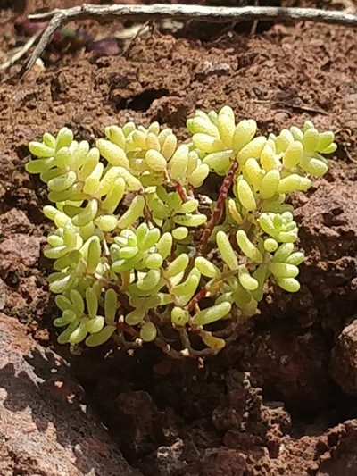 Sedum nudum, photographed by Vítor Jorge
