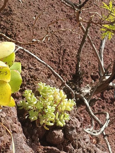 Sedum nudum, photographed by Vítor Jorge