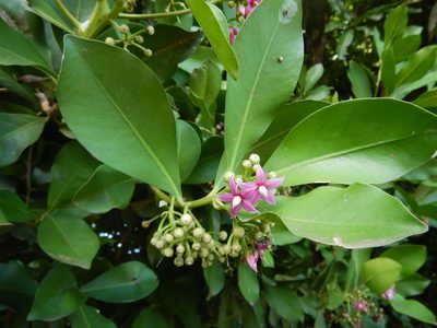 Ardisia elliptica, photographed by Jon Sullivan
