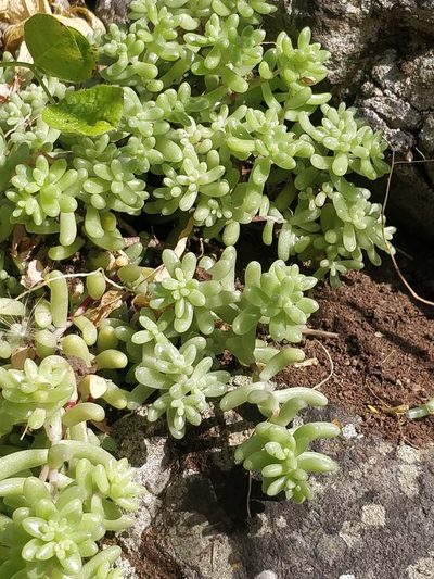 Sedum nudum, photographed by Vítor Jorge