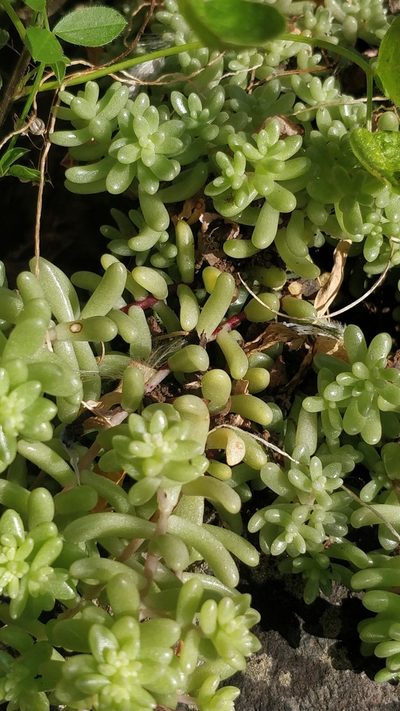 Sedum nudum, photographed by Vítor Jorge