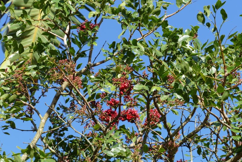 Schotia brachypetala, photographed by Jean-Paul Boerekamps