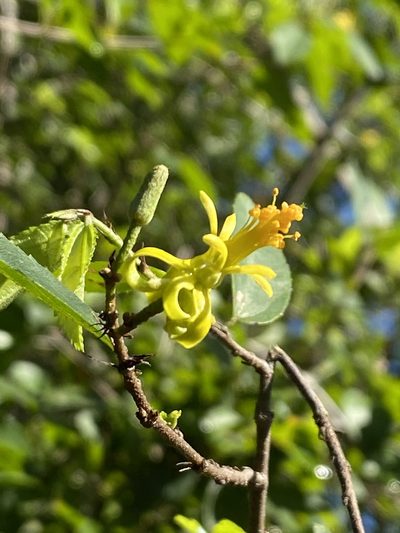 Grewia afra, photographed by Jean-Paul Boerekamps