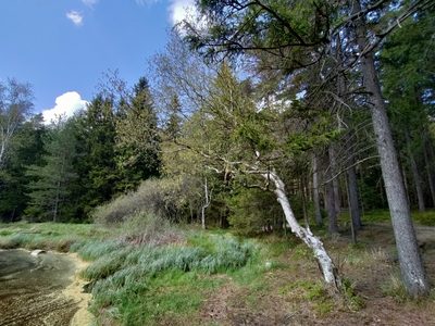 Betula pubescens, photographed by David Sandler