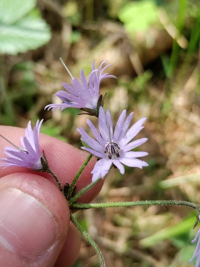 Soldanella montana, photographed by David Sandler