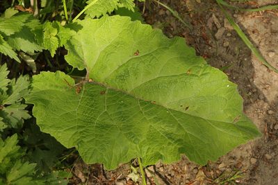 Arctium minus, photographed by Stephen James McWilliam