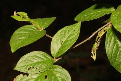 Cotoneaster rehderi, photographed by Stephen James McWilliam