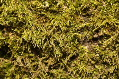 Hypnum cupressiforme, photographed by Stephen James McWilliam