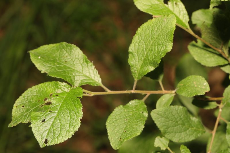 Prunus domestica, photographed by Stephen James McWilliam