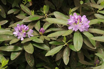 Rhododendron ponticum, photographed by Stephen James McWilliam